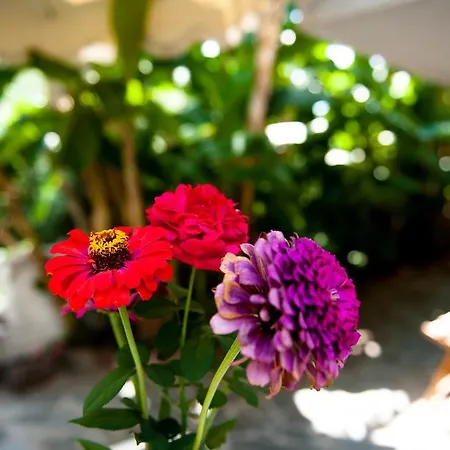 Apartment Studios Margarita *